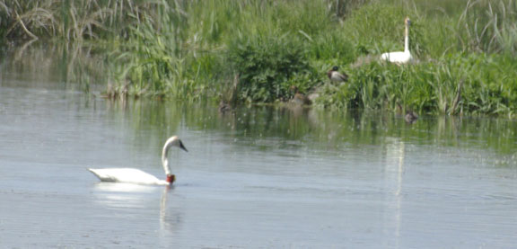 Trumpeter swan