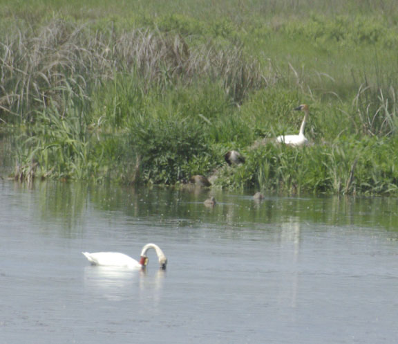 Trumpeter swan