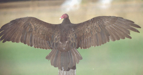 Turkey vulture