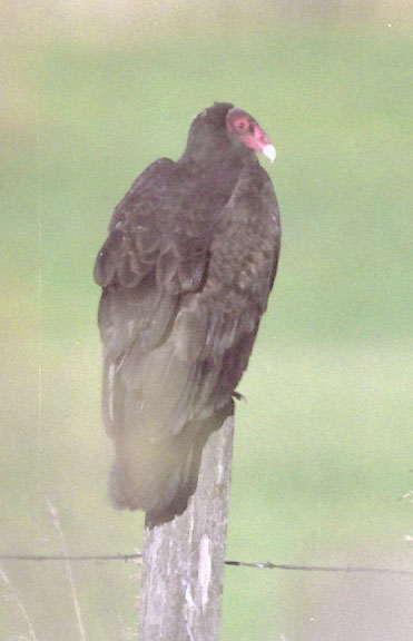 Turkey vulture