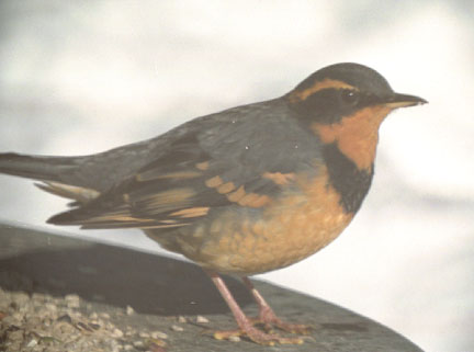 Varied thrush (male)