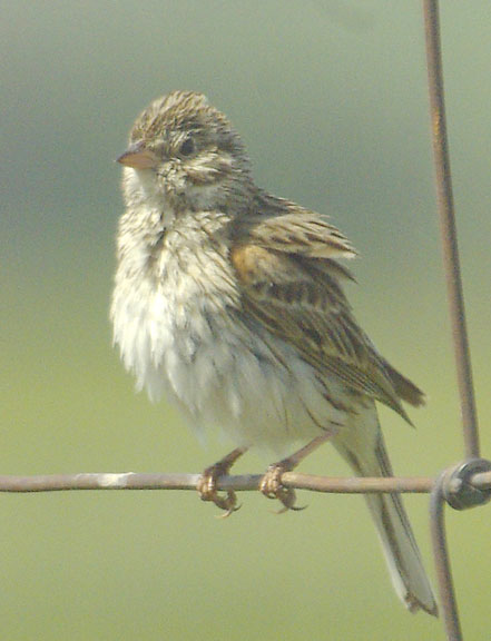 Vesper sparrow