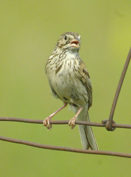 Vesper sparrow