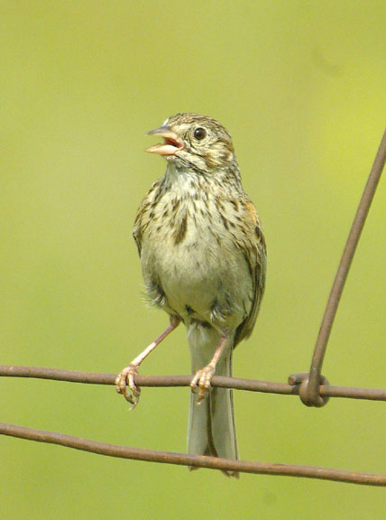Vesper sparrow