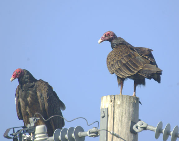 Turkey vulture