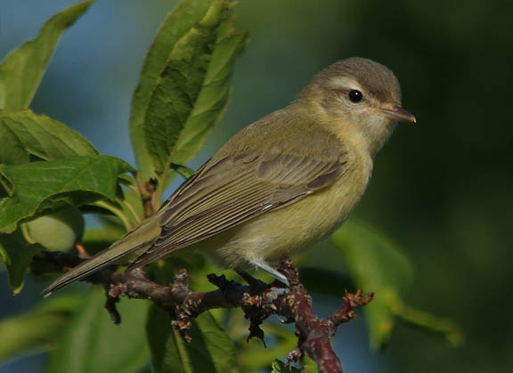 Warbling vireo