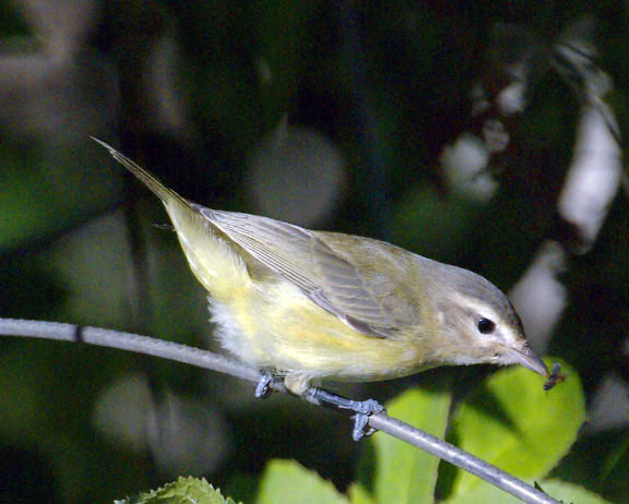Warbling vireo