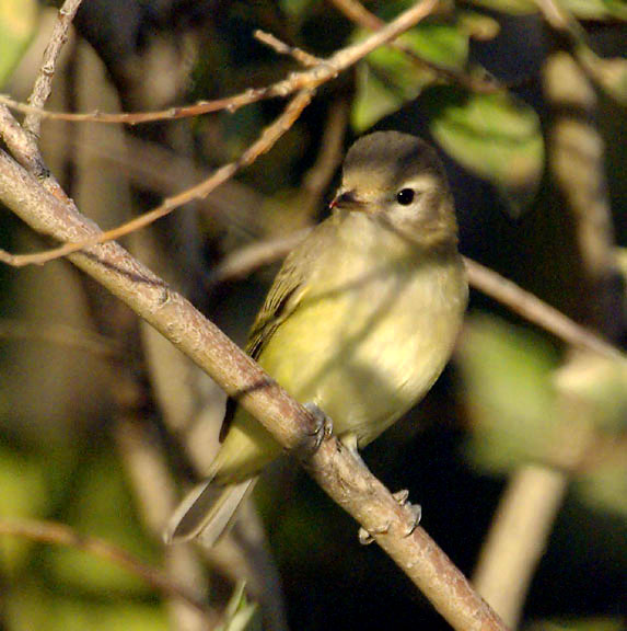 Warbling vireo