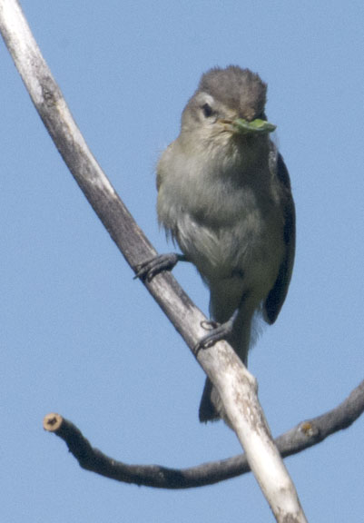 Warbling vireo