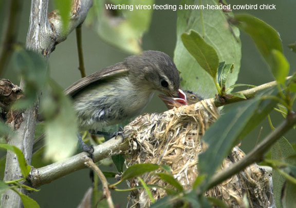 Warbling vireo