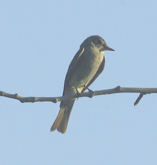 Western wood-pewee