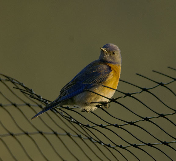 Western bluebird (male)