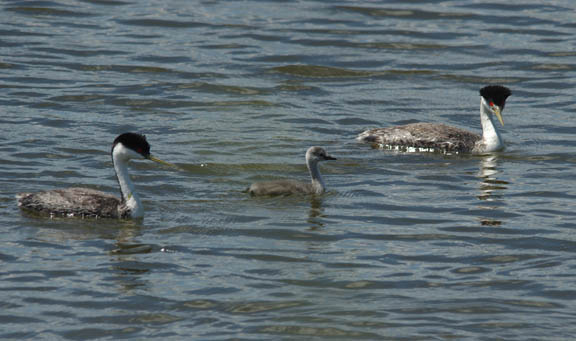Western grebe