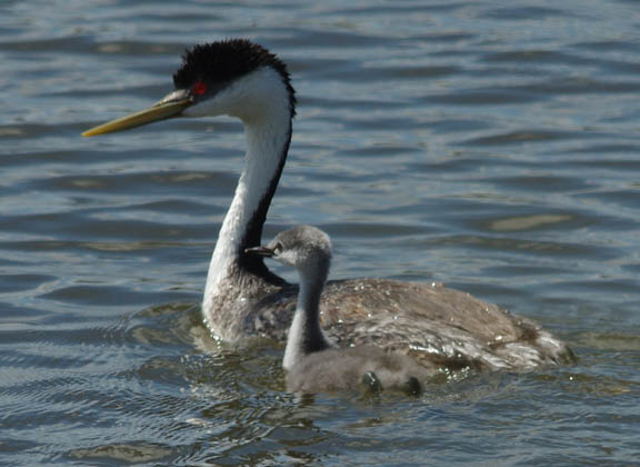 Western grebe
