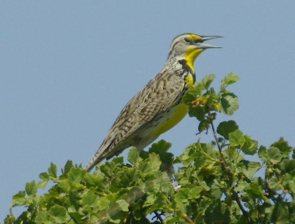 Western meadowlark
