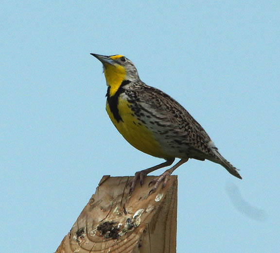 Western meadowlark