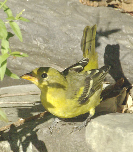 Western tanager (female)