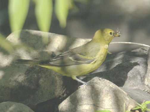 Western tanager (female)