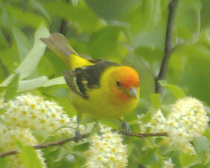 Western tanager (male)