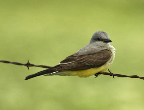 Western kingbird