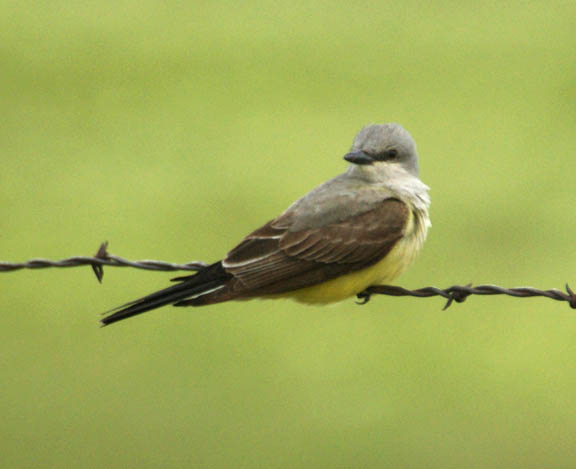 Western kingbird