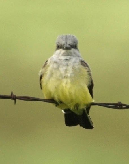 Western kingbird