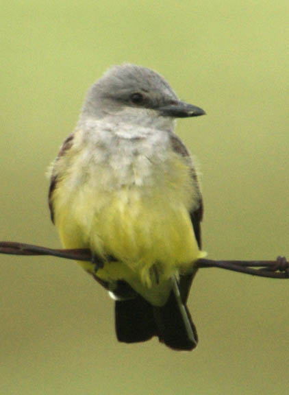Western kingbird