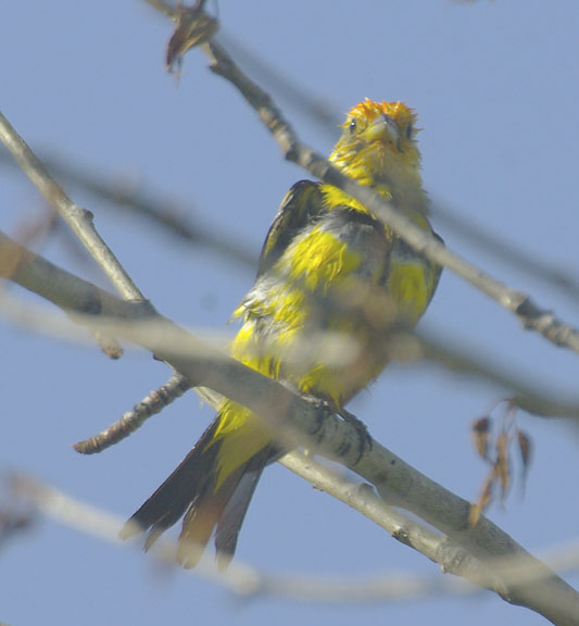 Western tanager (male)