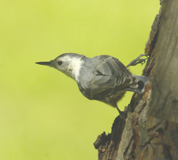 White-breasted nuthatch