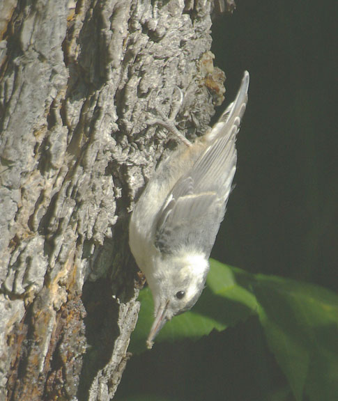 White-breasted nuthatch