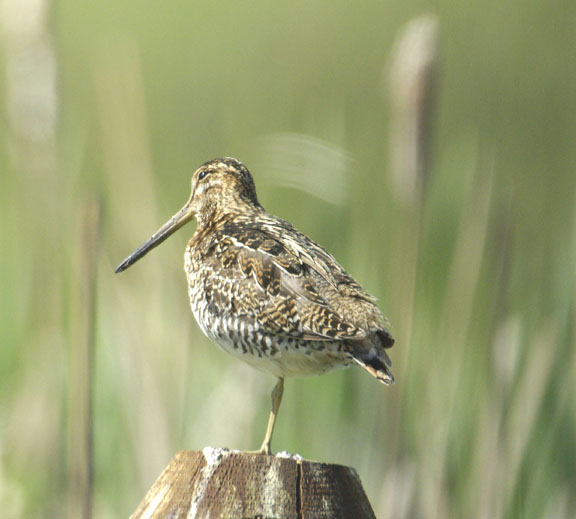 Wilson's snipe
