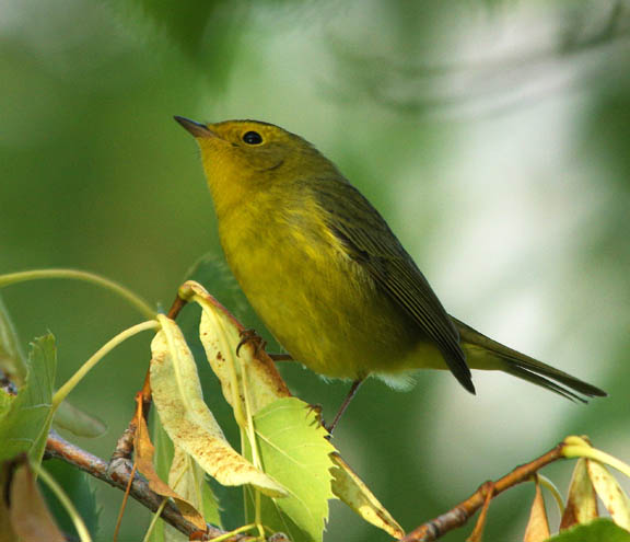 Wilson's warbler