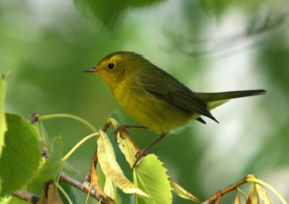 Wilson's warbler