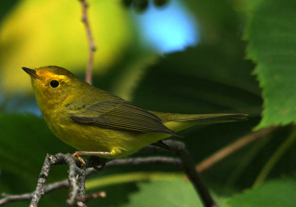 Wilson's warbler