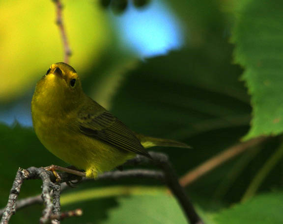 Wilson's warbler