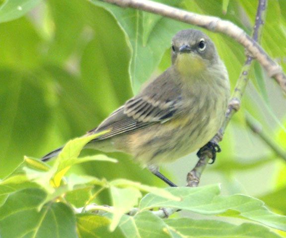 Yellow-rumped warbler (Audubon's) (female)