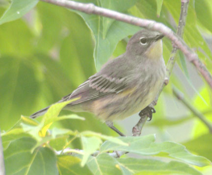Yellow-rumped warbler (Audubon's) (female)