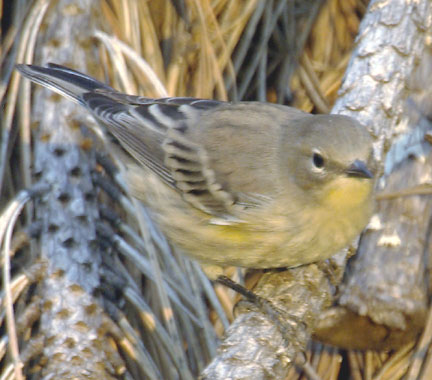 Yellow-rumped warbler (Audubon's) (female)