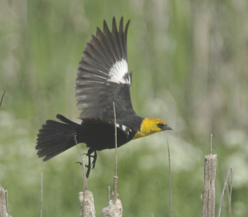 Yellow-headed blackbird (male)