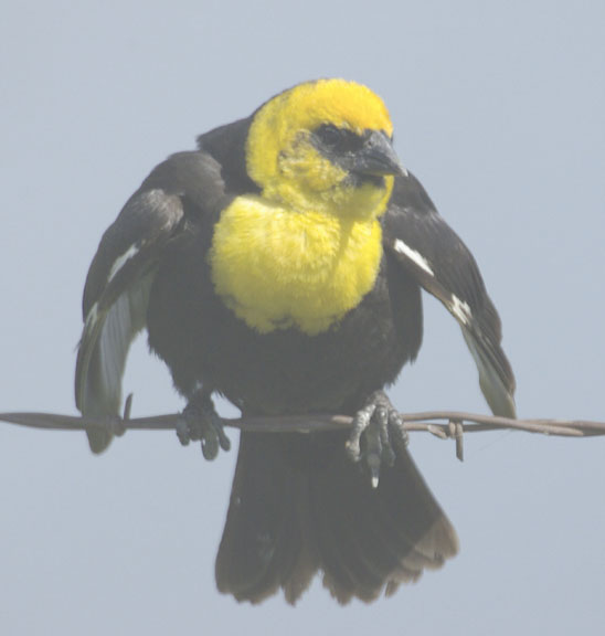 Yellow-headed blackbird (male)