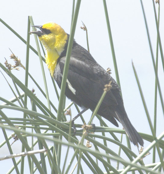 Yellow-headed blackbird (male)