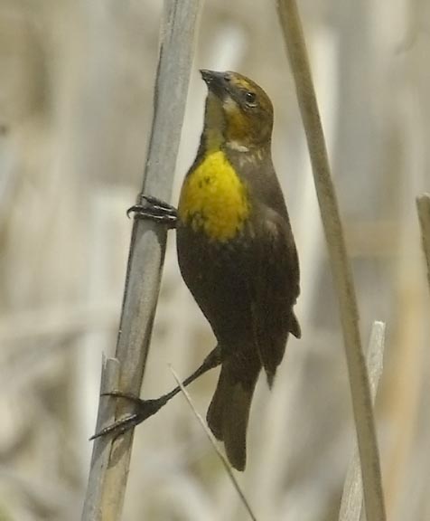Yellow-headed blackbird (female)