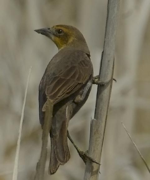 Yellow-headed blackbird (female)