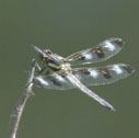 Twelve-spotted skimmer