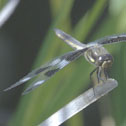 Twelve-spotted skimmer