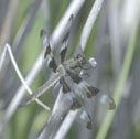 Twelve-spotted skimmer