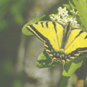 Two-tailed swallowtail