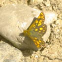 Arctic skipper