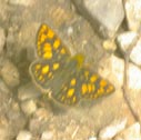 Arctic skipper