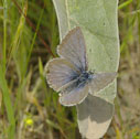 Arrowhead blue